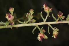 Scrophularia elatior